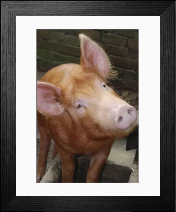 Framed Print : Tamworth Pig: old English breed Framed Print : Tamworth Pig: old English breed