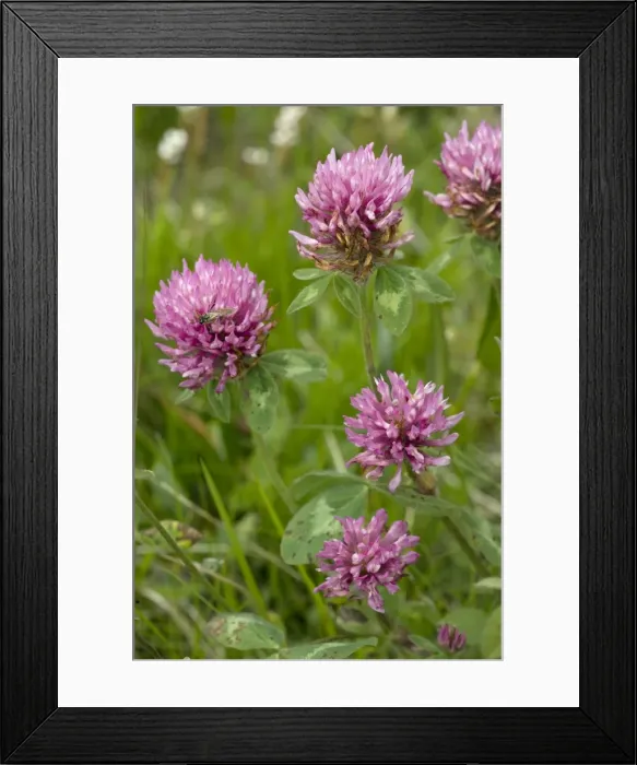 Framed Print : Red clover (Trifolium pratense) - wild plant and fodder plant Framed Print : Red clover (Trifolium pratense) - wild plant and fodder plant