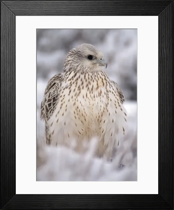 Framed Print : Gyr Falcon - in snow Framed Print : Gyr Falcon - in snow