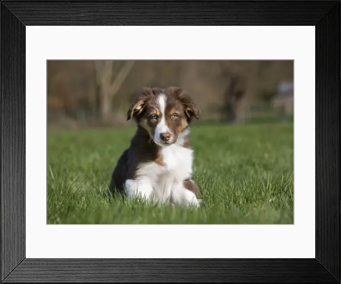 Framed Print : Dog Border Collie pup Framed Print : Dog Border Collie pup