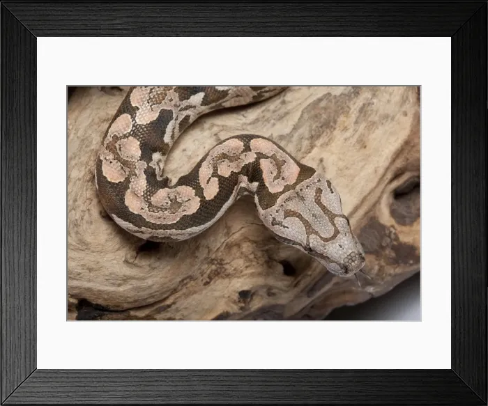 Framed Print : Dumeril's Boa - Madagascar Framed Print : Dumeril's Boa - Madagascar