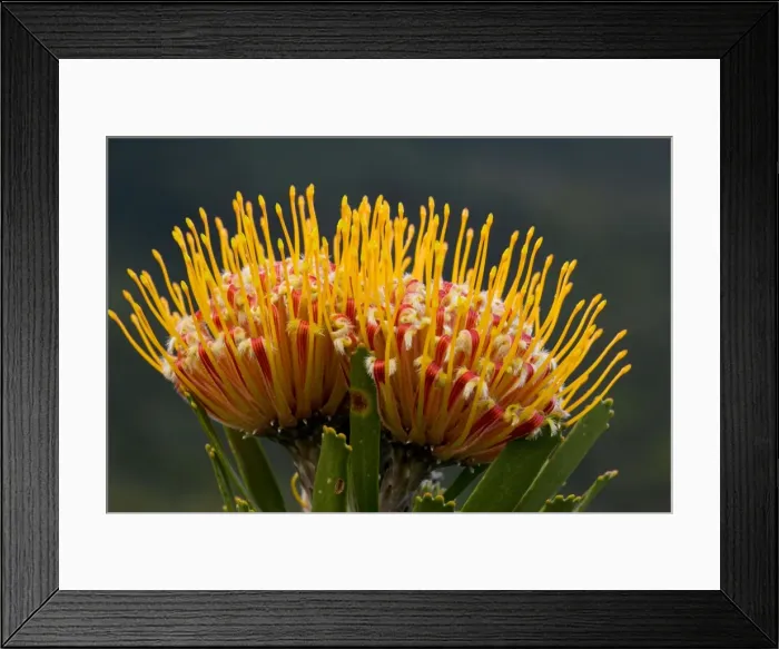 Framed Print : Oudtshoorn Pincushion - on Table Mountain, Cape Town, South Africa