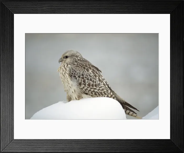 Framed Print : Gyr Falcon - in snow Framed Print : Gyr Falcon - in snow