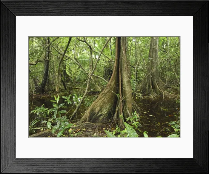 Framed Print : Swamp rainforest with buttressed tree Cahuita N. P. Costa Rica Framed Print : Swamp rainforest with buttressed tree Cahuita N. P. Costa Rica