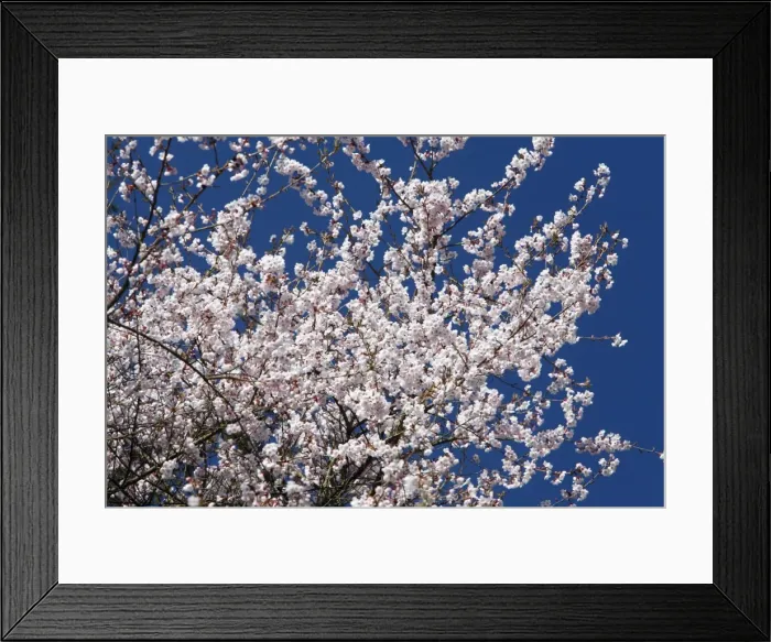 Framed Print : Japanese Flowering Cherry - blossom in springtime - Hessen - Germany Framed Print : Japanese Flowering Cherry - blossom in springtime - Hessen - Germany