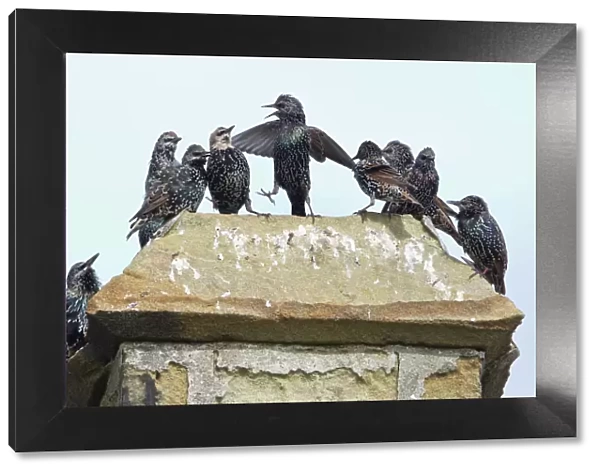 Common Starling - flock squabbling on chimmney pot - Northumberland - England