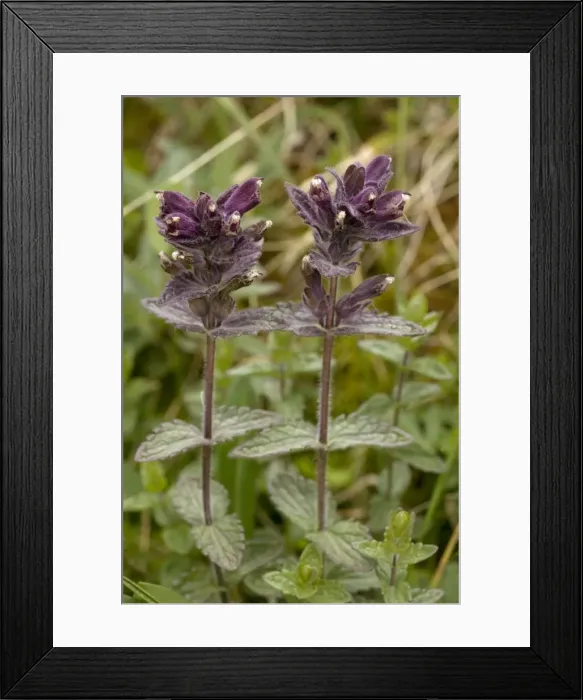 Framed Print : Alpine bartsia (Bartsia alpina). Rare in UK Framed Print : Alpine bartsia (Bartsia alpina). Rare in UK