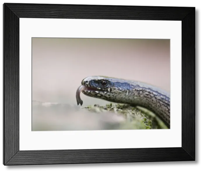 Framed Print : Slow Worm - close up study showing flickering tongue - Lower Saxony - Germany Framed Print : Slow Worm - close up study showing flickering tongue - Lower Saxony - Germany