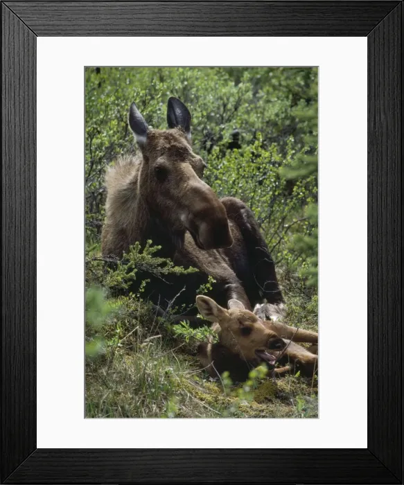 Framed Print : Moose - cow resting with calf Framed Print : Moose - cow resting with calf