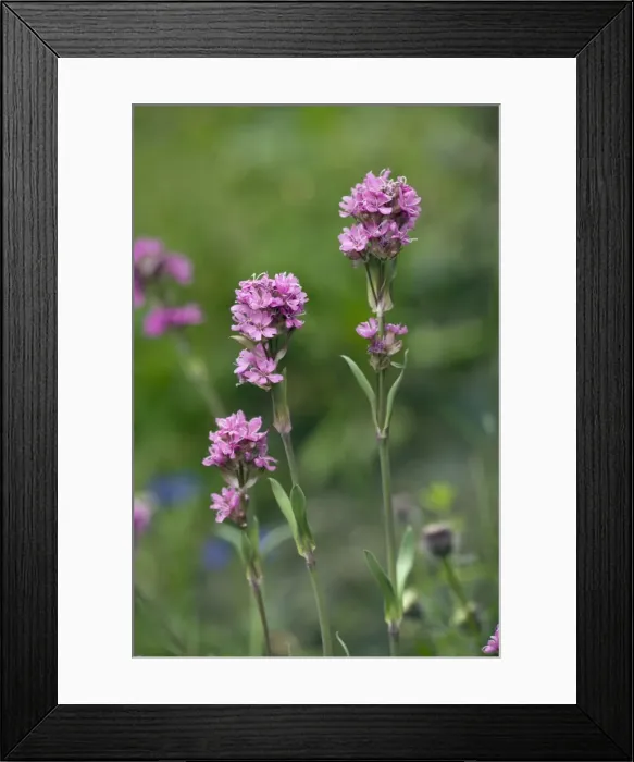 Framed Print : Alpine catchfly, Lychnis alpina = Viscaria. Very rare in UK Framed Print : Alpine catchfly, Lychnis alpina = Viscaria. Very rare in UK