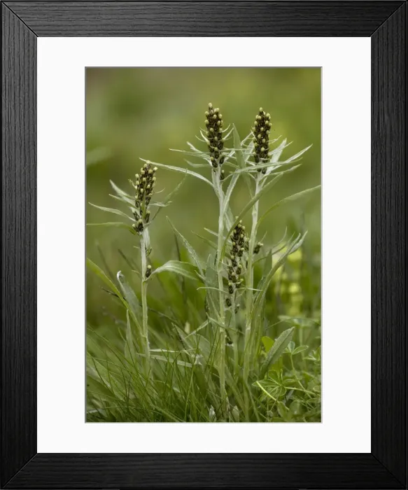Framed Print : Highland cudweed (Gnaphalium norvegicum = Omalotheca norvegica). UK rarity, in flower Framed Print : Highland cudweed (Gnaphalium norvegicum = Omalotheca norvegica). UK rarity, in flower
