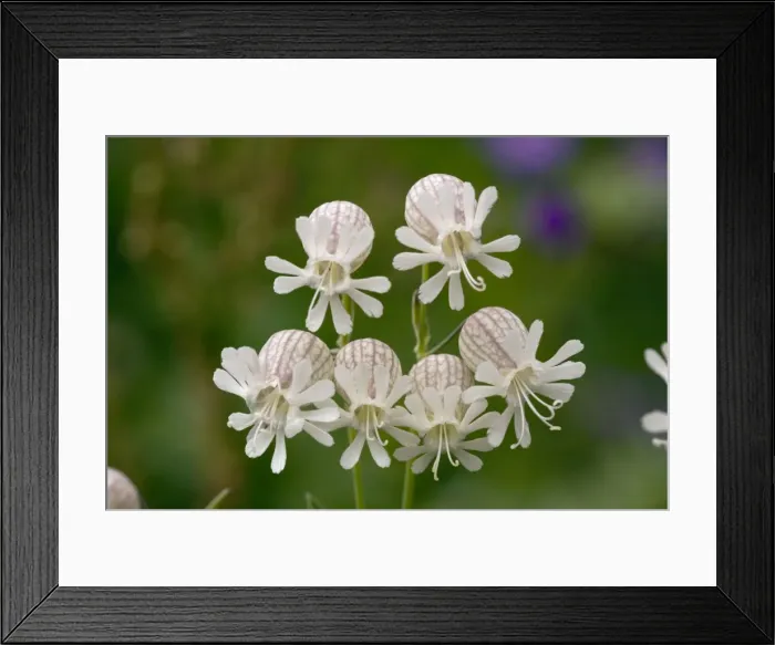Framed Print : Bladder campion (Silene vulgaris) in flower. Widespread and common Framed Print : Bladder campion (Silene vulgaris) in flower. Widespread and common