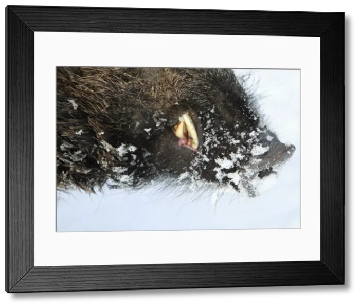 Framed Print : European Wild Pig / Boar - male - detailed study showing snout and tusks - in winter - Hessen- Germany Framed Print : European Wild Pig / Boar - male - detailed study showing snout and tusks - in winter - Hessen- Germany