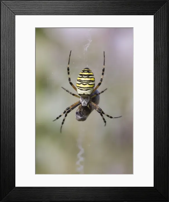 Framed Print : Wasp Spider - in web with prey - Lower Saxony - Germany Framed Print : Wasp Spider - in web with prey - Lower Saxony - Germany