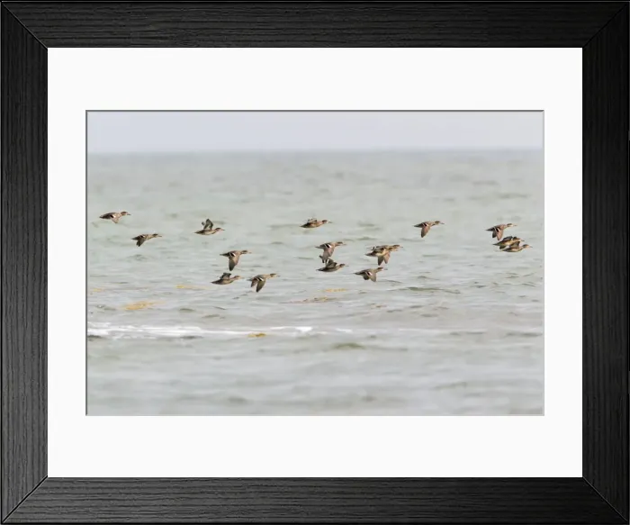 Framed Print : Teal - flock flying over the sea - Northumberland - England Framed Print : Teal - flock flying over the sea - Northumberland - England