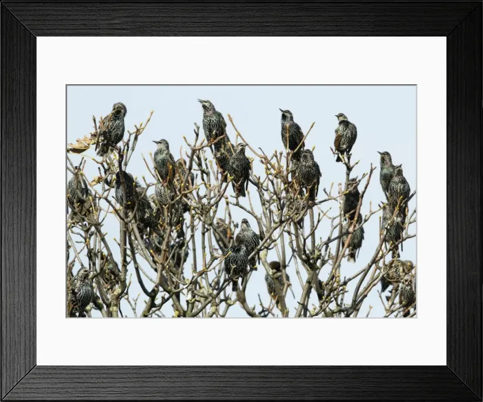 Framed Print : Common Starling - flock singing from treetop - Northumberland - England Framed Print : Common Starling - flock singing from treetop - Northumberland - England