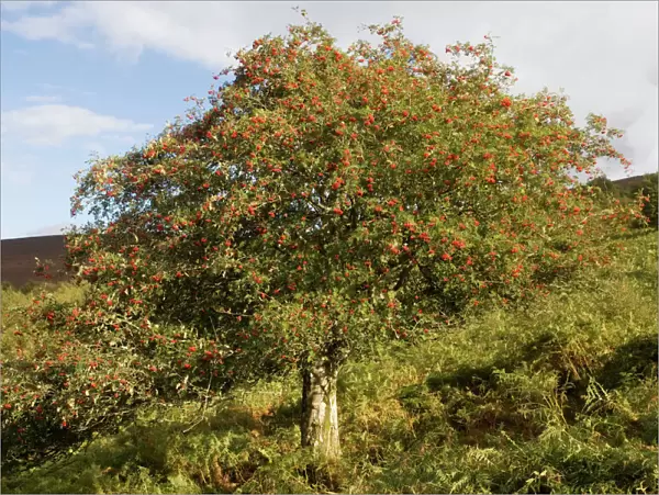 Old rowan tree on the slopes of Dunkery Beacon, Exmoor, in fruit
