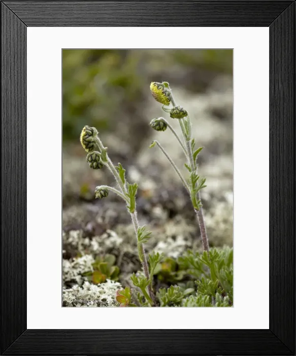 Framed Print : Norwegian mugwort (Artemisia norvegica), Norwegian form. Dovrefjell, Norway Framed Print : Norwegian mugwort (Artemisia norvegica), Norwegian form. Dovrefjell, Norway
