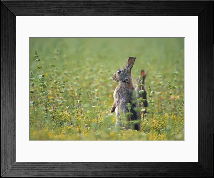 Framed Print : European Rabbit - in meadow Framed Print : European Rabbit - in meadow