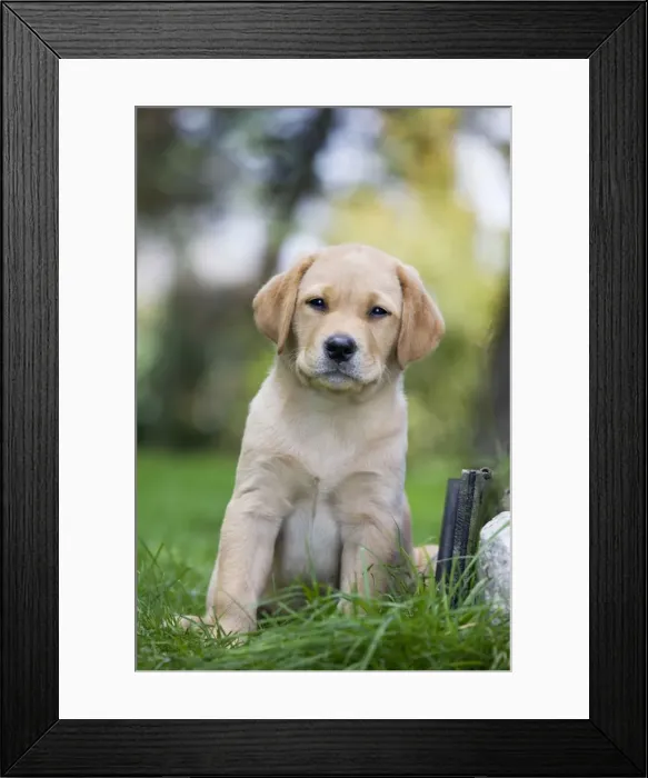 Framed Print : Dog - Labrador puppy Framed Print : Dog - Labrador puppy