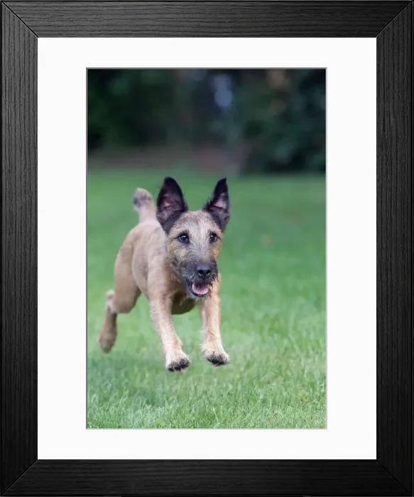 Framed Print : Dog - Westfalen Terrier - running in garden - Lower Saxony - Germany Framed Print : Dog - Westfalen Terrier - running in garden - Lower Saxony - Germany