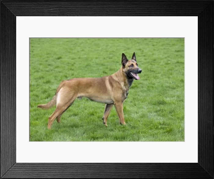 Framed Print : Malinois / Belgian Shepherd Dog Framed Print : Malinois / Belgian Shepherd Dog