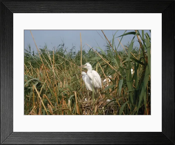Framed Print : Little Egret - at nest