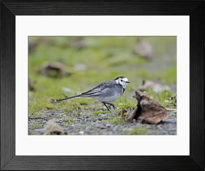 Framed Print : Pied Wagtail / White Wagtail - searching for food on ground - Northumberland - England Framed Print : Pied Wagtail / White Wagtail - searching for food on ground - Northumberland - England