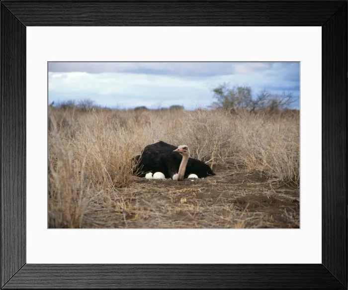 Framed Print : Ostrich - male at nest Framed Print : Ostrich - male at nest