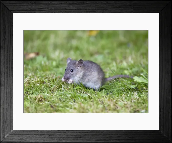 Framed Print : Brown Rat  /  Common Rat - baby animal feeding on birdseed in garden - Lower Saxony - Germany