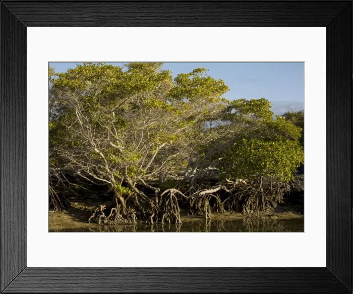 Framed Print : Red Mangrove - with stilt roots on Fernandina Island, Galapagos Framed Print : Red Mangrove - with stilt roots on Fernandina Island, Galapagos