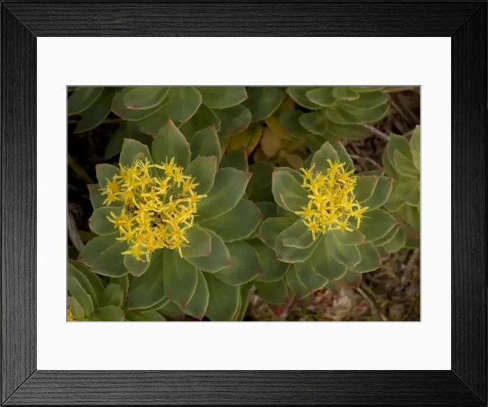 Framed Print : Rose-root (Rhodiola rosea). Scotland Framed Print : Rose-root (Rhodiola rosea). Scotland