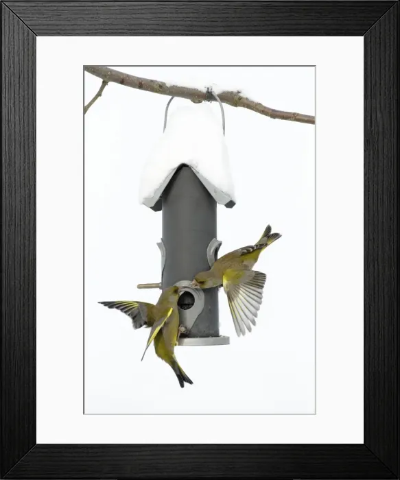 Framed Print : Greenfinch - fighting at bird feeding station in garden - winter - Lower Saxony - Germany Framed Print : Greenfinch - fighting at bird feeding station in garden - winter - Lower Saxony - Germany