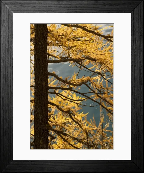 Framed Print : European Larch - autumn colours Framed Print : European Larch - autumn colours