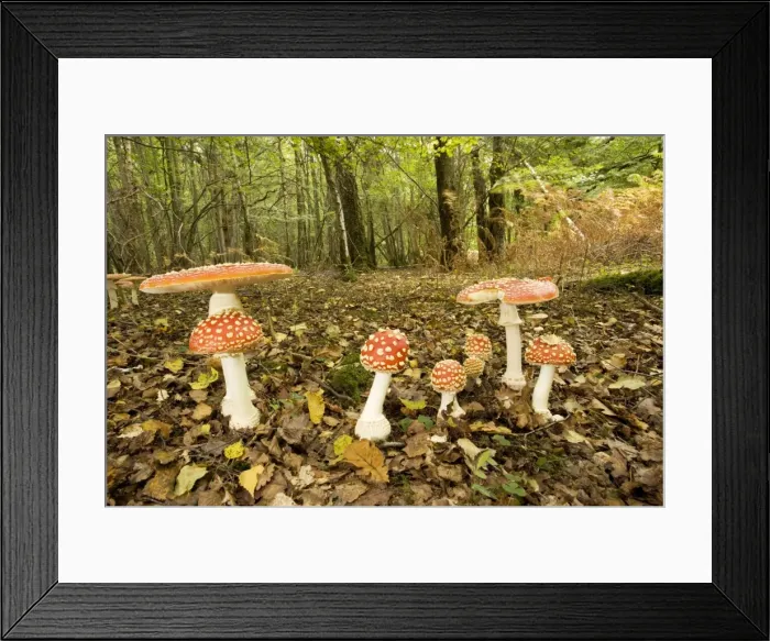 Framed Print : Fly agaric. Used as a hallucinogen, and as a fly-killer Framed Print : Fly agaric. Used as a hallucinogen, and as a fly-killer