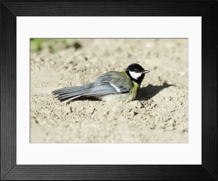 Framed Print : Great Tit - sunbathing in garden - Lower Saxony - Germany Framed Print : Great Tit - sunbathing in garden - Lower Saxony - Germany