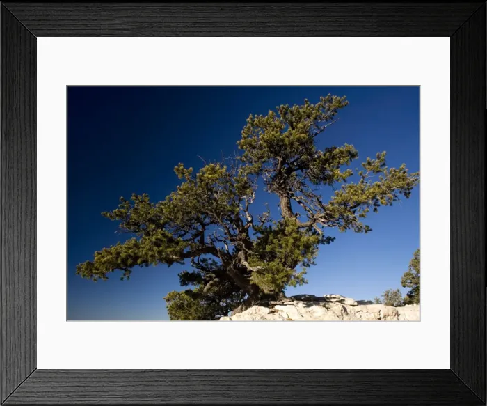 Framed Print : Ancient Pinyon Pine, Pinus monophylla, on the edge of the Grand Canyon. Dawn. Arizona, USA Framed Print : Ancient Pinyon Pine, Pinus monophylla, on the edge of the Grand Canyon. Dawn. Arizona, USA