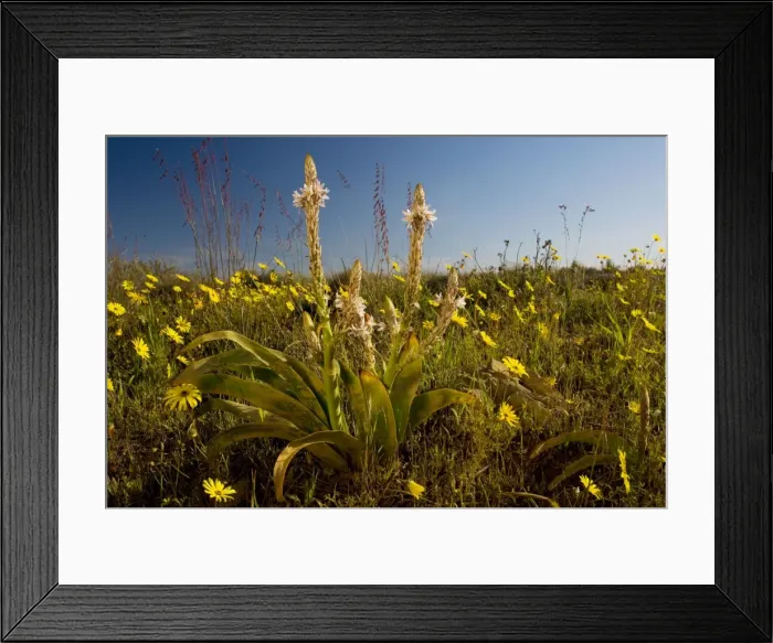 Framed Print : Trachyandra falcata on Renosterveld (a shrubby vegetation type rich in bulbs), near Nieuwoudtville, Cape, South Africa Framed Print : Trachyandra falcata on Renosterveld (a shrubby vegetation type rich in bulbs), near Nieuwoudtville, Cape, South Africa