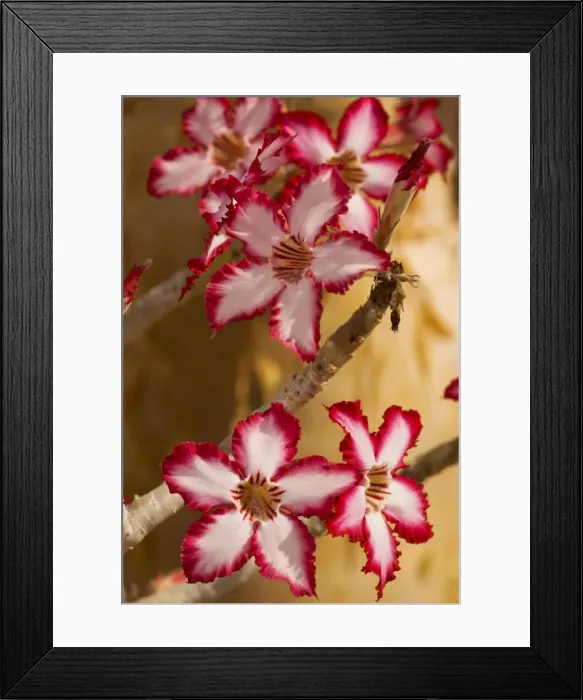 Framed Print : Impala lily, Adenium (Pachypodium) multiflorum; rare and threatened southern African plant. Also grown in gardens Framed Print : Impala lily, Adenium (Pachypodium) multiflorum; rare and threatened southern African plant. Also grown in gardens