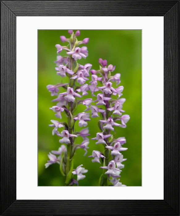Framed Print : Fragrant orchid (Gymnadenia conopsea) in flower. Dorset Framed Print : Fragrant orchid (Gymnadenia conopsea) in flower. Dorset