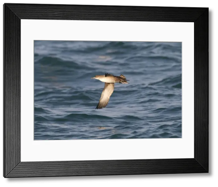 Framed Print : Balearic Shearwater - in flight over the sea - Dorset UK - July Framed Print : Balearic Shearwater - in flight over the sea - Dorset UK - July