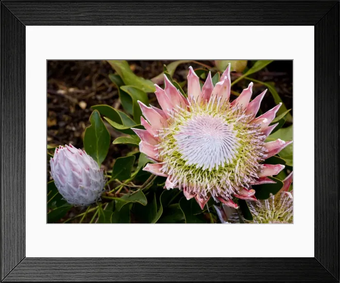 Framed Print : King / Great Protaea (Protaea cynaroides), a Cape town endemic. South Africa Framed Print : King / Great Protaea (Protaea cynaroides), a Cape town endemic. South Africa