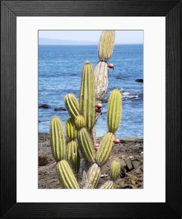 Framed Print : Candelabra cactus - Isabela, Galapagos Framed Print : Candelabra cactus - Isabela, Galapagos
