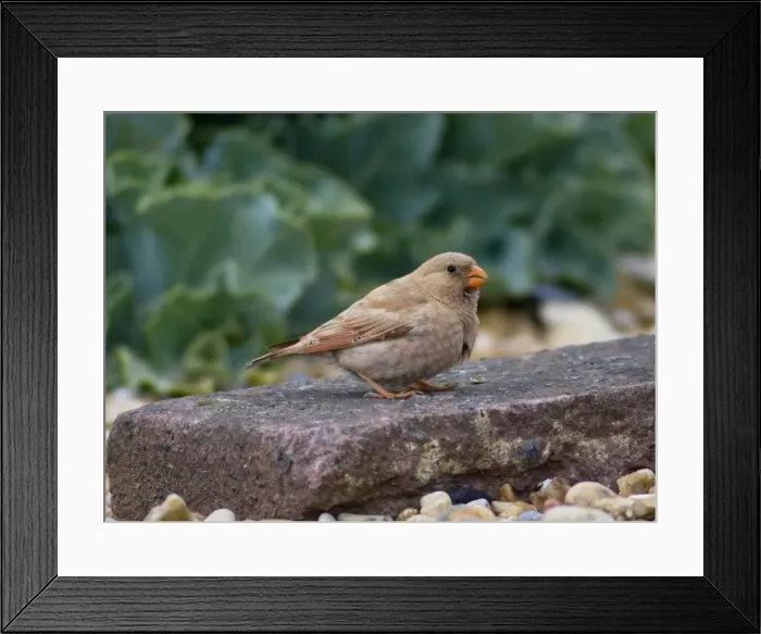 Framed Print : Trumpeter Finch - Kent June Framed Print : Trumpeter Finch - Kent June