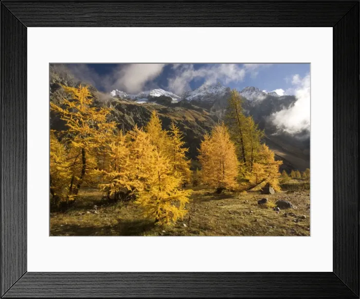 Framed Print : European larches in autumn colour, in the Ailefroide valley, Ecrins National Park, french Alps Framed Print : European larches in autumn colour, in the Ailefroide valley, Ecrins National Park, french Alps