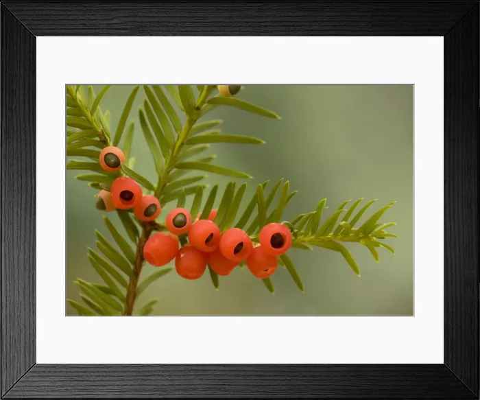 Framed Print : Yew tree in autumn, with ripe berries Framed Print : Yew tree in autumn, with ripe berries