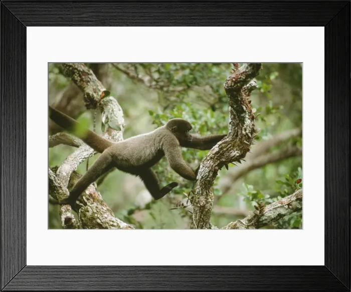 Framed Print : Brown Headed Wooly Monkey - in canopy, North West Amazon, Brazil Framed Print : Brown Headed Wooly Monkey - in canopy, North West Amazon, Brazil