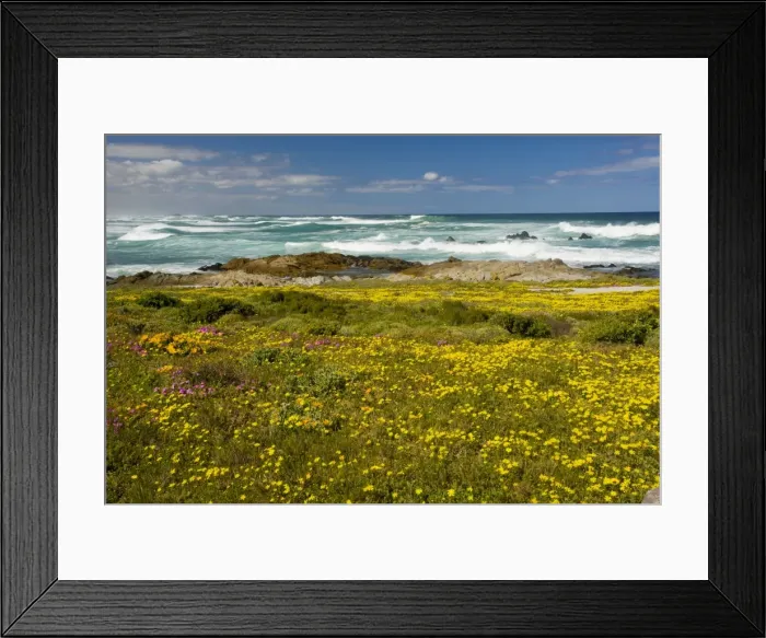 Framed Print : Mass of spring flowers at Postberg, West Coast National Park, Western Cape, South Africa Framed Print : Mass of spring flowers at Postberg, West Coast National Park, Western Cape, South Africa