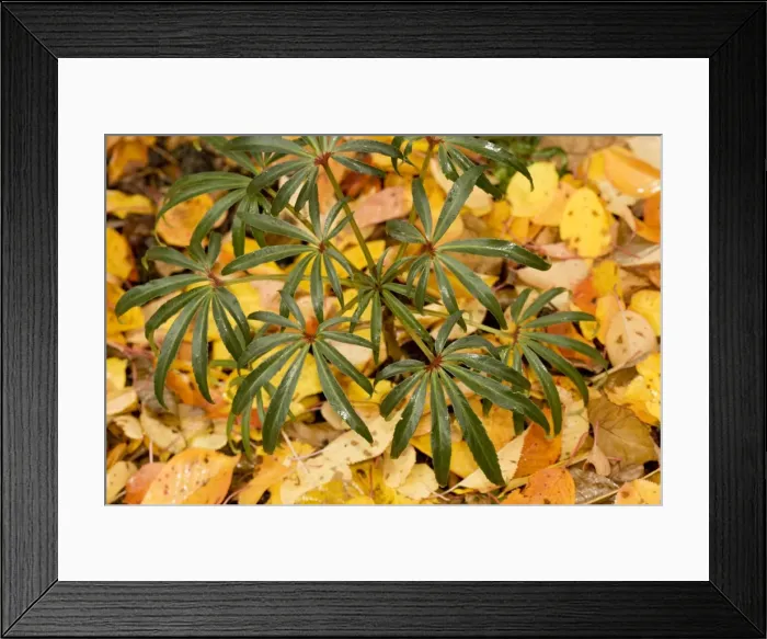 Framed Print : Stinking hellebore in autumn, with fallen cherry leaves Framed Print : Stinking hellebore in autumn, with fallen cherry leaves