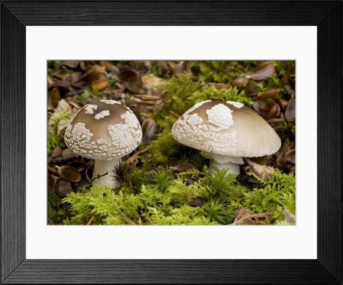 Framed Print : The blusher; edible fungus if well-cooked Framed Print : The blusher; edible fungus if well-cooked